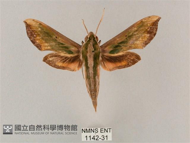 斜綠天蛾藏品圖，第1張