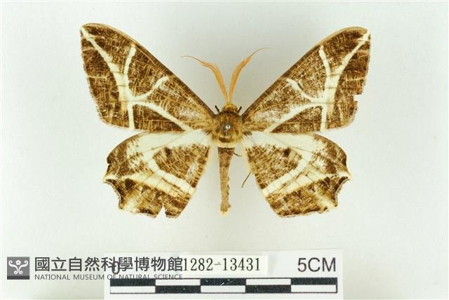 樹形尺蛾藏品圖，第1張