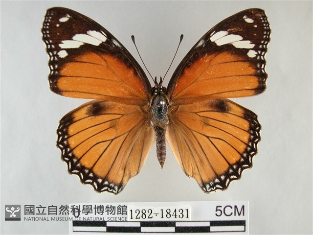 雌擬幻蛺蝶、雌紅紫蛺蝶藏品圖，第1張
