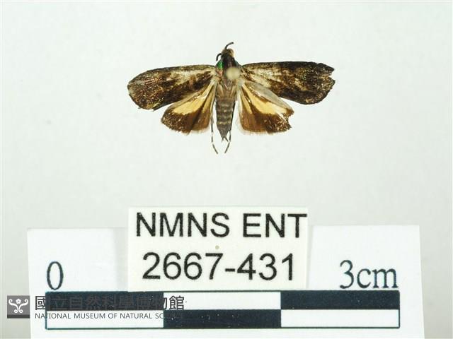 叉紋閃舞蛾藏品圖，第1張