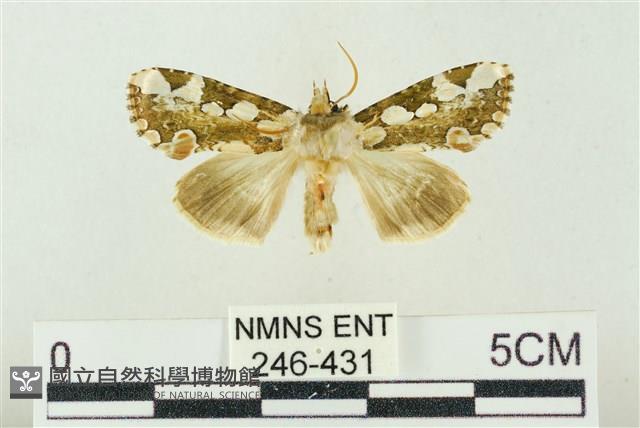 連珠波紋蛾藏品圖，第1張