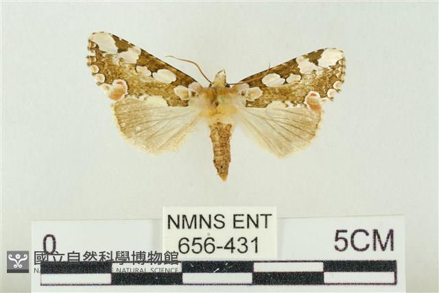 連珠波紋蛾藏品圖，第1張