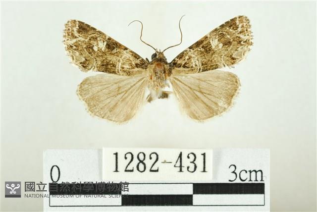 白斑散紋夜蛾藏品圖，第1張