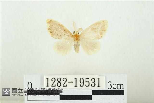 黑翅黃毒蛾藏品圖，第1張