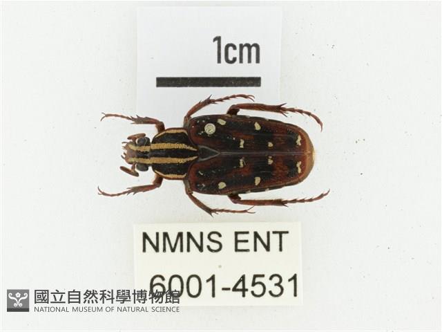 巴蘭陷紋金龜藏品圖，第1張