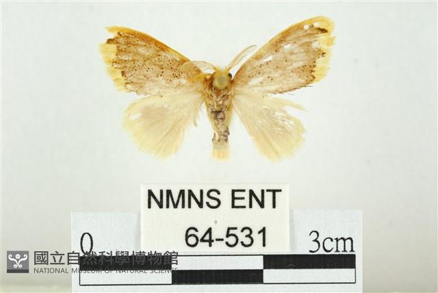 黑翅黃毒蛾藏品圖，第1張