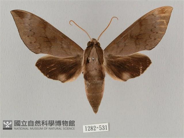 鋸線天蛾藏品圖，第1張