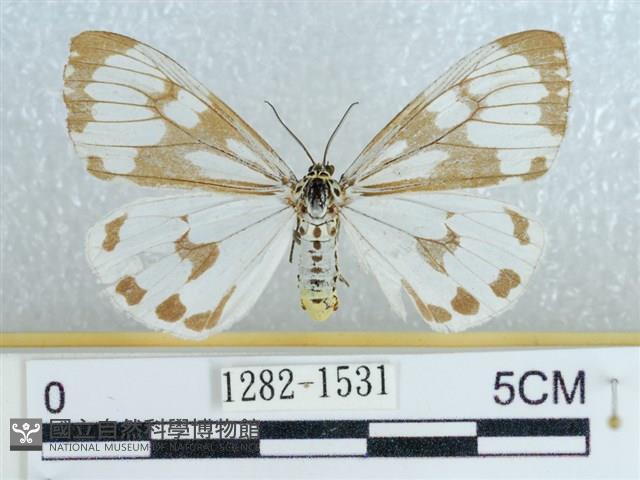 粉蝶燈蛾藏品圖，第1張