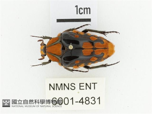 臺灣瘦花金龜藏品圖，第1張