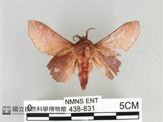 臺灣枯葉蛾藏品圖，第1張