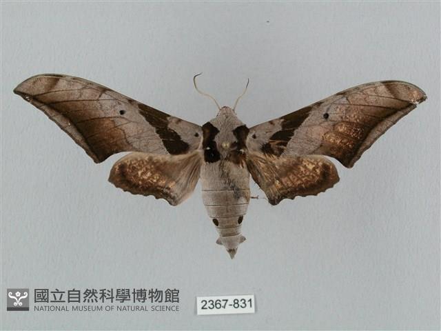 黑帶鷹翅天蛾藏品圖，第1張