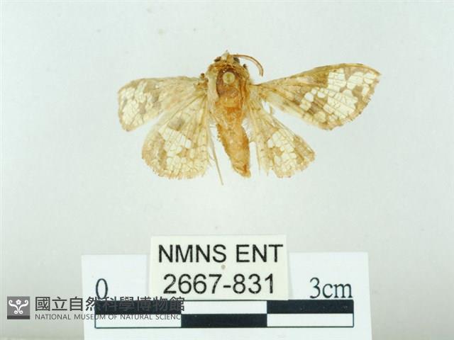 琉球雲紋網蛾藏品圖，第1張