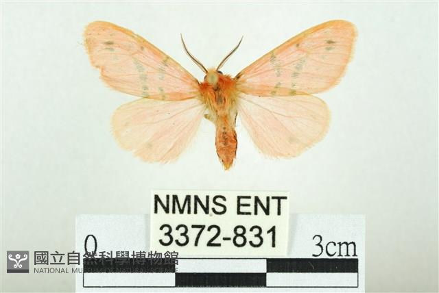 三條橙燈蛾藏品圖，第1張