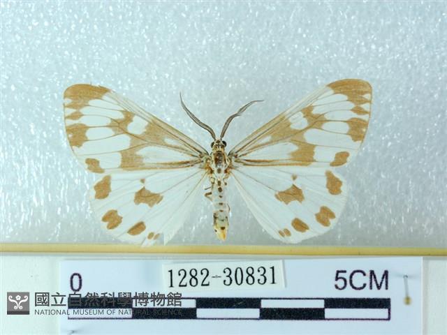 粉蝶燈蛾藏品圖，第1張