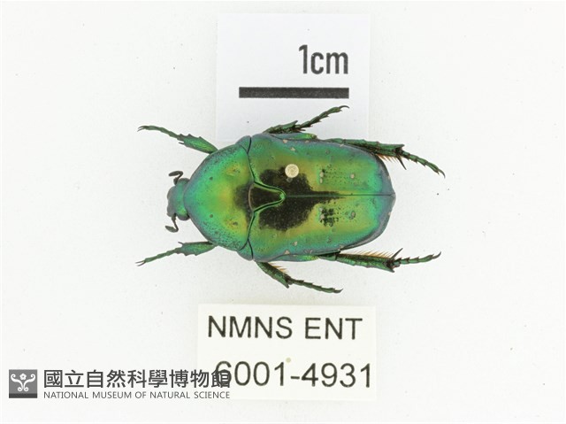 藍艷白點花金龜藏品圖，第1張