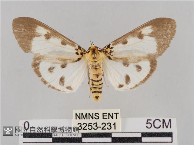 長斑擬燈蛾藏品圖，第1張