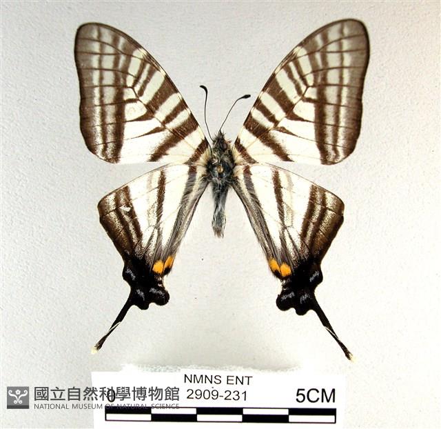 劍鳳蝶藏品圖，第1張