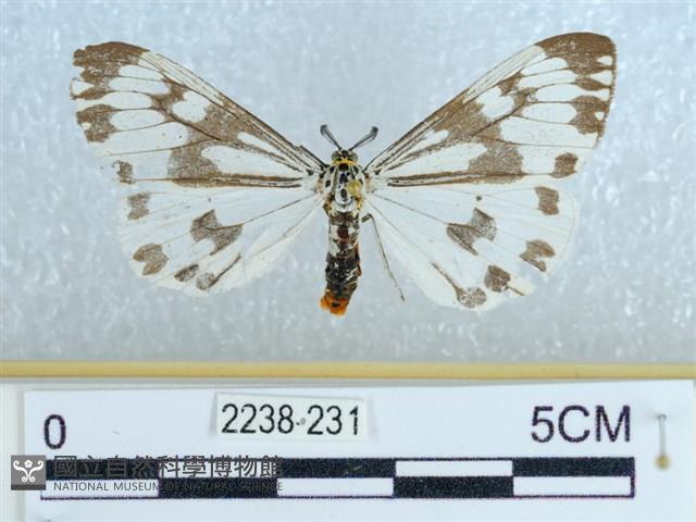 粉蝶燈蛾藏品圖，第1張