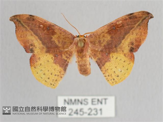 接骨木帶鉤蛾藏品圖，第1張