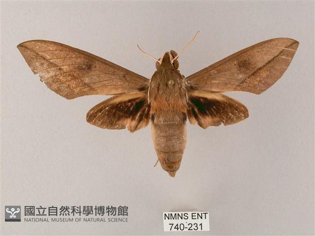 藏斜紋天蛾藏品圖，第1張