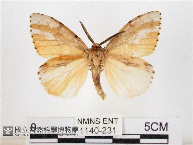 木毒蛾藏品圖，第1張