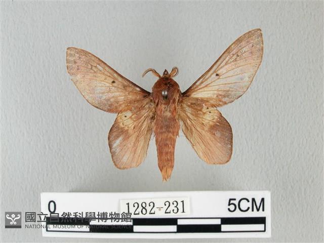 緣斑枯葉蛾藏品圖，第1張