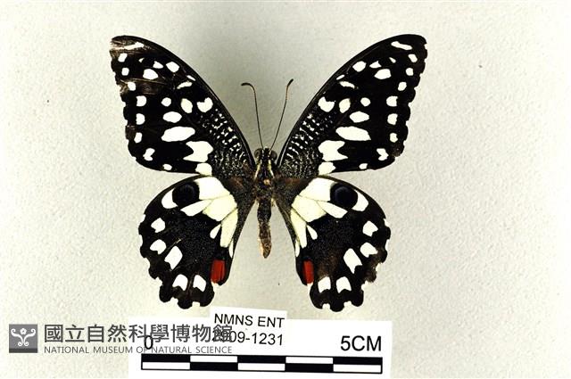 花鳳蝶、無尾鳳蝶藏品圖，第1張