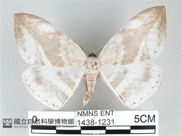 圓翅大鉤蛾藏品圖，第1張