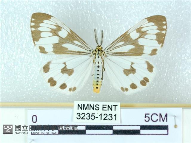 粉蝶燈蛾藏品圖，第1張