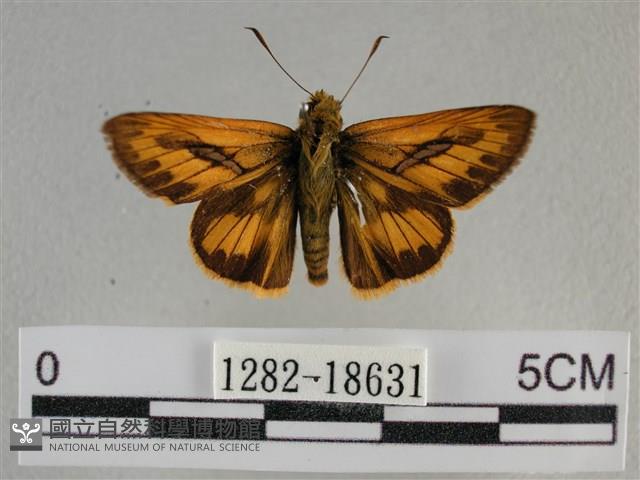 竹橙斑弄蝶藏品圖，第1張