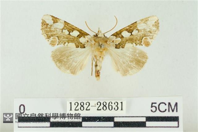 連珠波紋蛾藏品圖，第1張