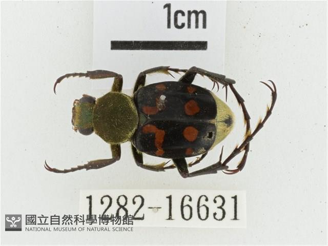 黃肩長腳花金龜藏品圖，第1張