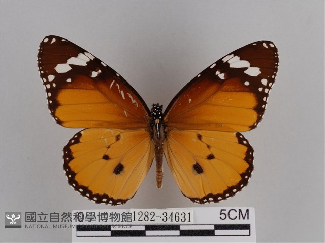 樺斑蝶藏品圖，第1張