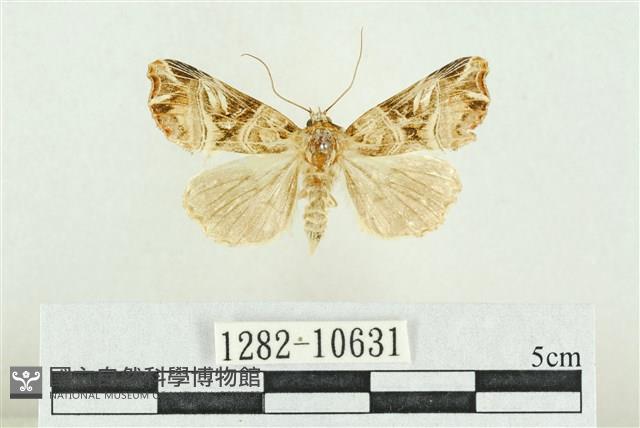 紅暈散紋夜蛾藏品圖，第1張