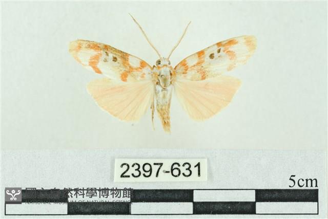 臺雪苔蛾藏品圖，第1張