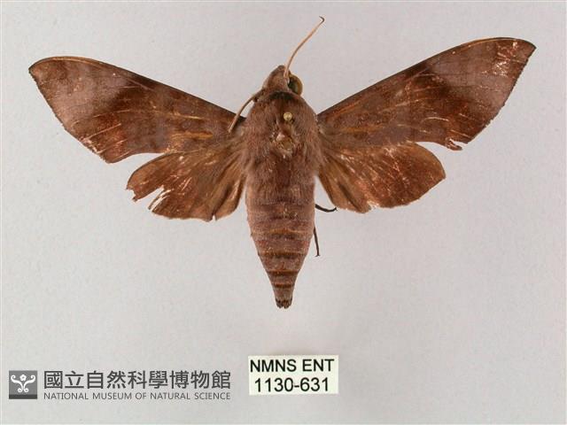 臺灣缺角天蛾藏品圖，第1張