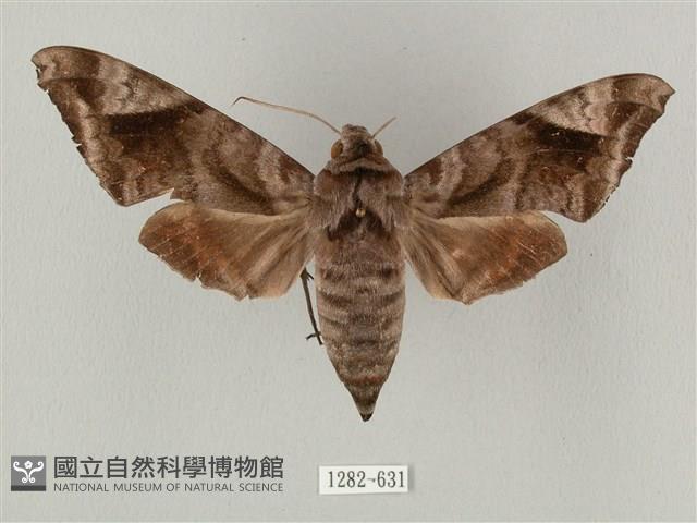 全緣缺角天蛾藏品圖，第1張