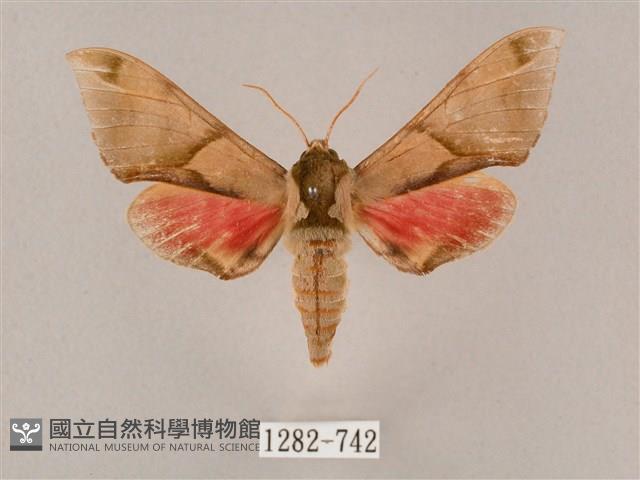 榆綠天蛾藏品圖，第1張