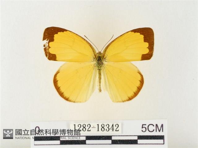 島嶼黃蝶、江崎黃蝶藏品圖，第1張