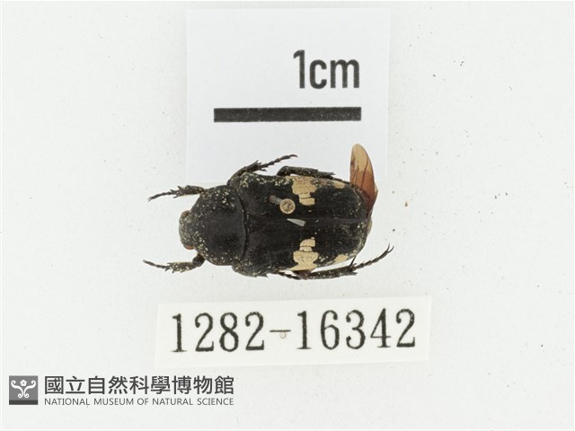 橫斑黑花金龜藏品圖，第1張