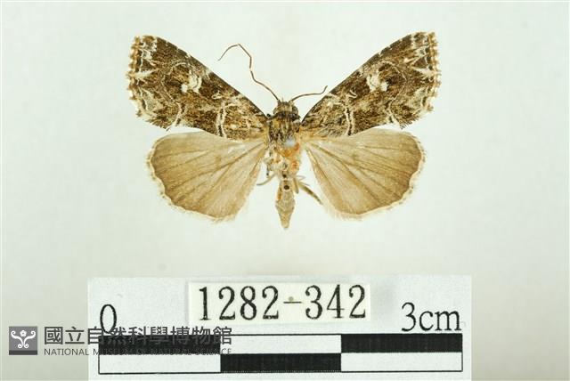 白斑散紋夜蛾藏品圖，第1張
