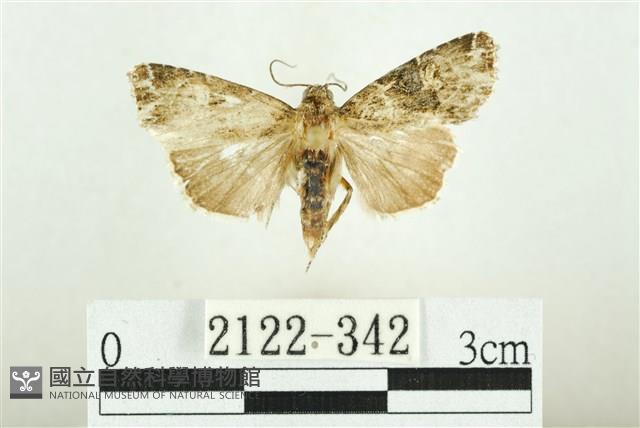 白斑散紋夜蛾藏品圖，第1張