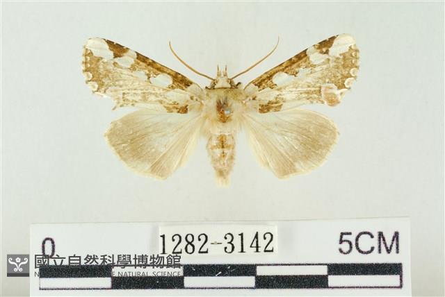 連珠波紋蛾藏品圖，第1張