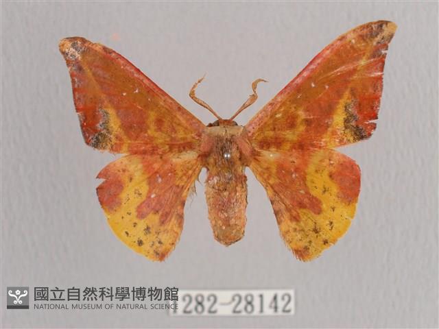 鉛斑帶鉤蛾藏品圖，第1張