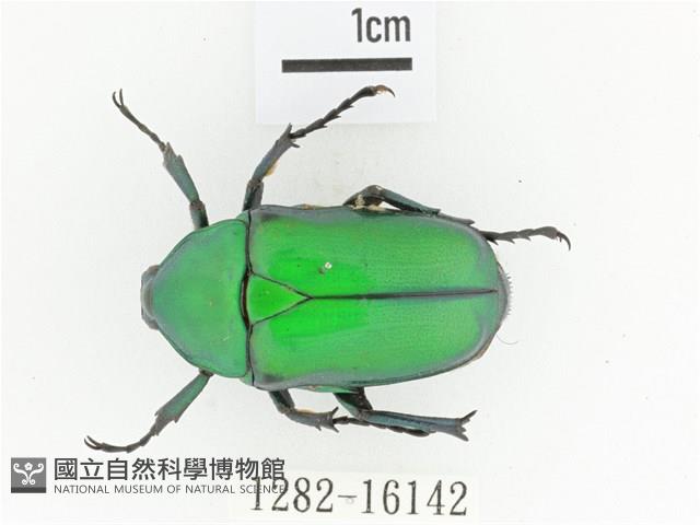 金艷騷金龜藏品圖，第1張