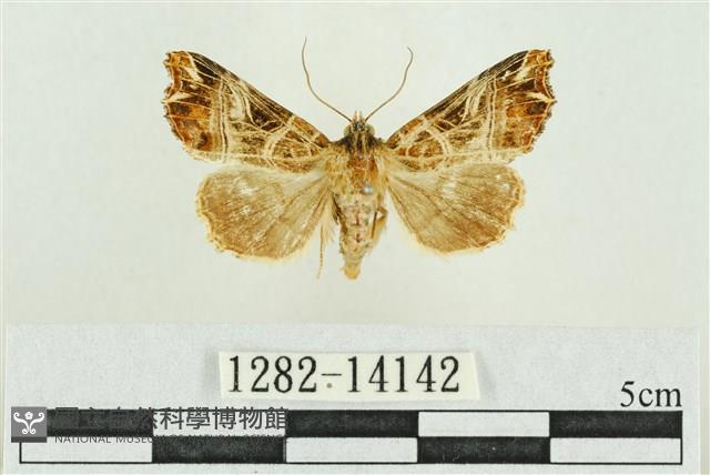 弧角散紋夜蛾藏品圖，第1張