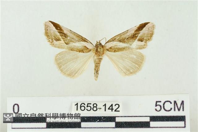 素木氏美波紋蛾藏品圖，第1張