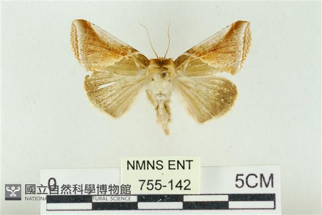 印華波紋蛾藏品圖，第1張