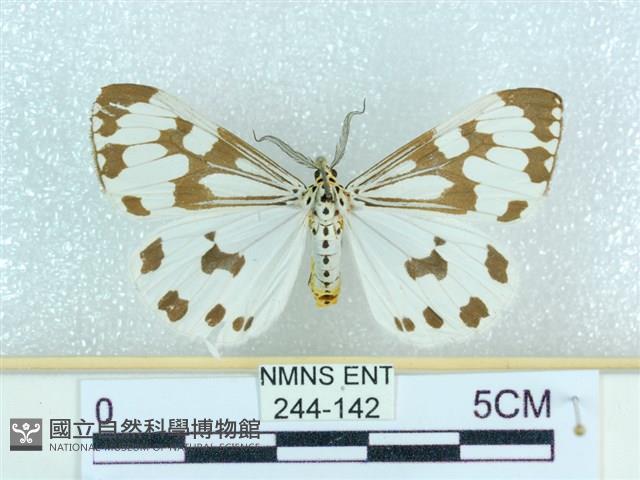 粉蝶燈蛾藏品圖，第1張