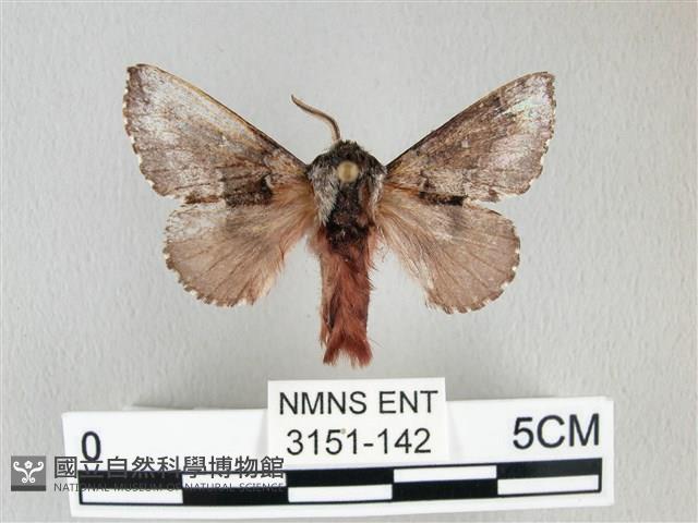 銀肩枯葉蛾藏品圖，第1張